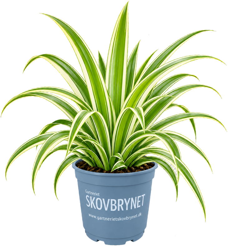 Chlorophytum Irish