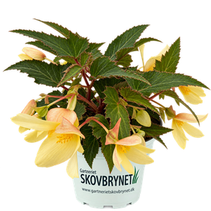 Begonia