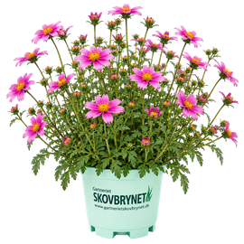 Bidens