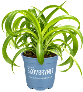 Chlorophytum Boney