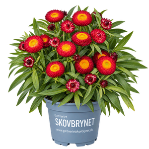 Bracteatum / Xerochrysum