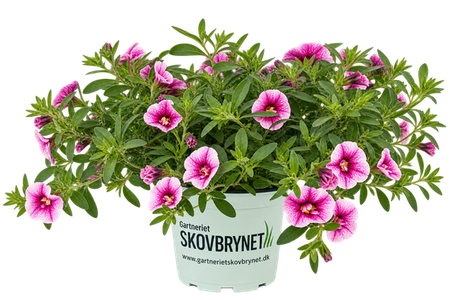 Calibrachoa Double