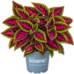 Coleus