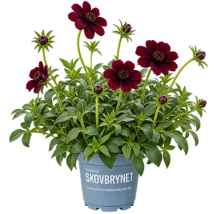 Cosmos Chocamocha