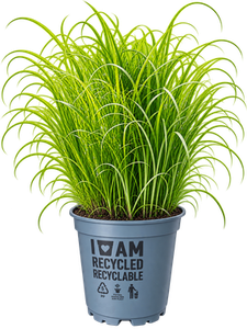 Cyperus Zumula