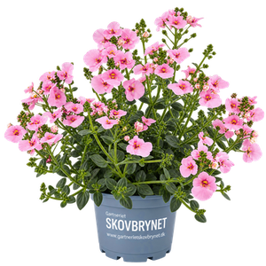 Diascia
