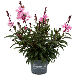 Gaura Gaudi