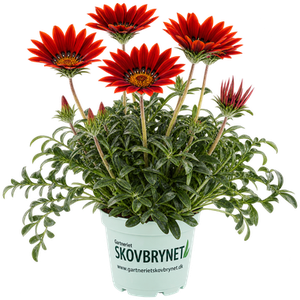 Gazania