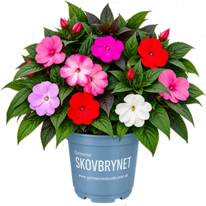 New Guinea Impatiens
