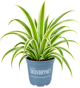 Chlorophytum Irish