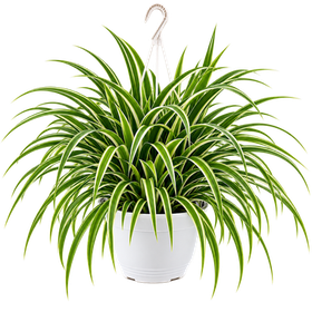 Chlorophytum Irish Ampel