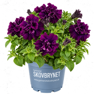Petunia Double