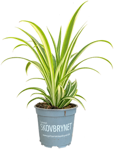Chlorophytum Variegata
