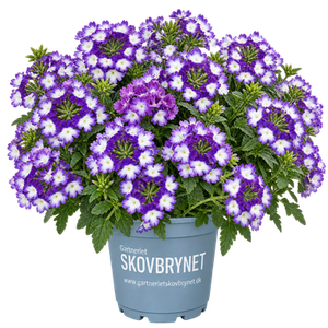 Verbena Drums